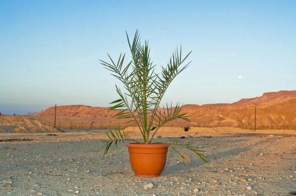 Palmeira plantada a partir de sementes antigas. (Foto: Guy Eisner)