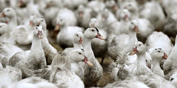 Exército de 100 mil patos contra praga de gafanhotos na China
