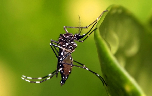 Casos de dengue nas Américas chegam a 1,6 milhão, o que destaca a necessidade do controle de mosquitos durante a pandemia