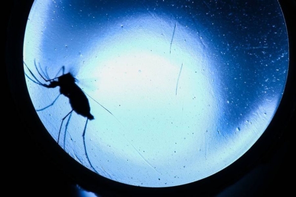 Mosquito da dengue (aedes aegypti) visto em laboratório em Sorocaba, São Paulo 